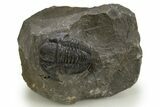 Detailed Proetid (Gerastos) Trilobite Fossil - Morocco #325840-2
